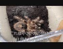 [明日は歯医者]タランチュラ飼育日記その３２２[虫歯は嫌い］