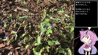 珍食材が食べたい！#37　ツユクサのお浸し