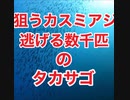 カスミアジが狙う！タカサゴの数千の群れ！沖縄ダイビング・スキューバダイビング