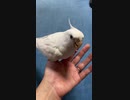 れいくんきたよ〜！