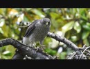 閲覧注意　足を引きちぎる鳥