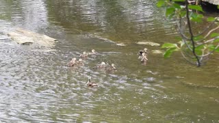 カルガモ親子の近くにオナガ