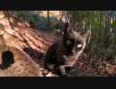 イカ耳状態で威嚇する猫達にカメラを向けると・・・【野良猫】【感動猫】