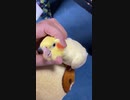 おかあさんだいすきインコ