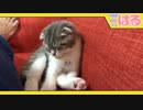 腕枕でクッソ眠る生後2ヶ月の子猫【召喚獣はる】