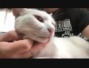 膝の上で落ち着く猫