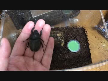 カブトムシのメスが亡くなりました