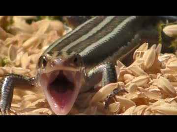 ニホントカゲを飽きても眺める　その11