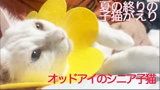 オッドアイのシニア子猫、もう一段階子猫がえりの夏