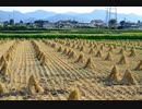 ニコニコ版