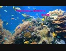 KOKIA『I believe ～海の底から～』歌ってみた