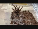[メタルギアおもろい]タランチュラ飼育日記その３２３[ライデンかっけー］