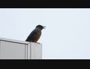 イソヒヨドリの鳴き声
