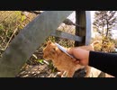 ねこじゃすりの匂いが気になる茶トラ猫
