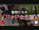 【ゆっくり解説】動物たちのエッチな生態