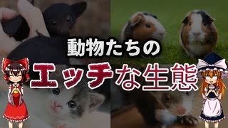 【ゆっくり解説】動物たちのエッチな生態