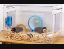 【再うｐ】僕のかわいいペット、シャムさんを紹介します！