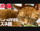 甘えそこねたボス猫、しょっぱすぎる顔でスネる