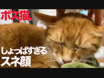 甘えそこねたボス猫、しょっぱすぎる顔でスネる