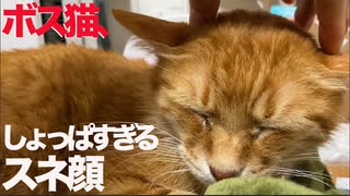 甘えそこねたボス猫、しょっぱすぎる顔でスネる
