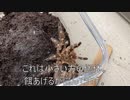 [お腹いてて]タランチュラ飼育日記その３２４[ぽんぽんペイン］