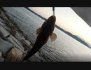 エイ(？)１時間格闘～マゴチ、マゴチ、エソ　