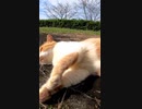 音で脳をゾワっとさせる音源はこちらです♪#Shorts【野良猫】【感動猫】