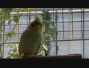 今日のオカメインコ 2021年10月7日 癒し系