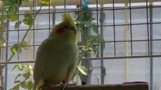 今日のオカメインコ 2021年10月7日 癒し系