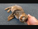 黒猫がいたのでナデナデしてたら自分も撫でられたいとやって来たキジトラ猫。撫でるとしばらく付いて来るようになった。