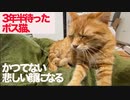 3年半迎えを待ったボス猫、かつてないしょっぱ悲しい顔をする