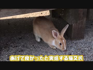 大久野島へ行ってみた！！うさぎパラダイス！！！(⋈◍＞◡＜◍)。✧♡