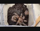 [お腹治った]タランチュラ飼育日記その３２５[確実に風邪］