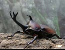 【荒野行動】兵長が荒野行動を走る！【昆虫採集！】