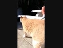 ミルクティーみたいな野良猫#Shorts【野良猫】【感動猫】