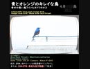 イソヒヨドリのオス
