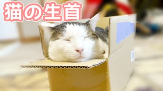 箱が大好きな猫