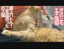 3年半迎えを待ったボス猫vsオス三毛王子様猫、膝上オンステージ