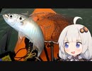 【VOICEROIDフィッシング】楽しいカヤックフィッシング #10 アジ釣り