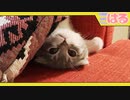 生後2ヶ月の子猫の一日 クッソ…こんな事になるなんて【召喚獣はる】