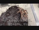 [おなかいたたいたい]タランチュラ飼育日記その３２６[いたたいたい］