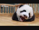 熊猫滚滚：醒 了 又 没 完 全 醒