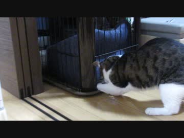 必死な猫
