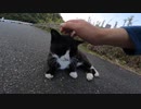 凶悪ボス猫が支配する噂の駐車場の猫達【野良猫】【感動猫】