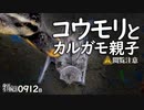 0912B【カルガモ親子がコウモリ死体を発見】集団飛行で稲が食べられる。ハクセキレイの捕食。カワセミ、カラス。鶴見川水系恩田川でコンデジ野鳥撮影　#身近な生き物語　#カルガモ親子　#コウモリ