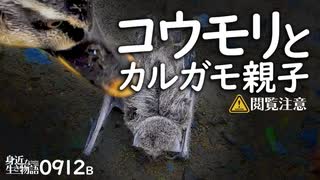 0912B【カルガモ親子がコウモリ死体を発見】集団飛行で稲が食べられる。ハクセキレイの捕食。カワセミ、カラス。鶴見川水系恩田川でコンデジ野鳥撮影　#身近な生き物語　#カルガモ親子　#コウモリ