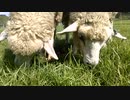 【除草ヒツジさん】～ヒツジの全自動草刈り機～