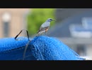 幸せの青い鳥