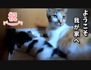 【祝】赤ちゃん猫の目が少しだけ開いたよ【生後12日目-3】隙を見て子猫のお尻を舐める叔母猫（カメラ倒して退散）
