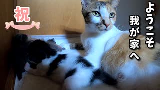 【祝】赤ちゃん猫の目が少しだけ開いたよ【生後12日目-3】隙を見て子猫のお尻を舐める叔母猫（カメラ倒して退散）